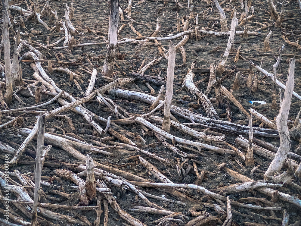 Destroyed mangrove forest scenery, Mangrove forests are destroyed and loss from the expansion of habitats. Expansion of habitats destruction the environment,mangrove forests degradation Destroyed mangrove forest scenery, Mangrove forests are destroyed and loss from the expansion of habitats. Expansion of habitats destruction the environment,mangrove forests degradation