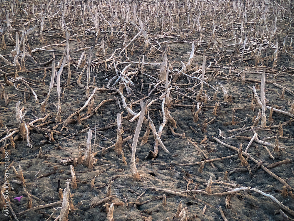 Destroyed mangrove forest scenery, Mangrove forests are destroyed and loss from the expansion of habitats. Expansion of habitats destruction the environment,mangrove forests degradation Destroyed mangrove forest scenery, Mangrove forests are destroyed and loss from the expansion of habitats. Expansion of habitats destruction the environment,mangrove forests degradation
