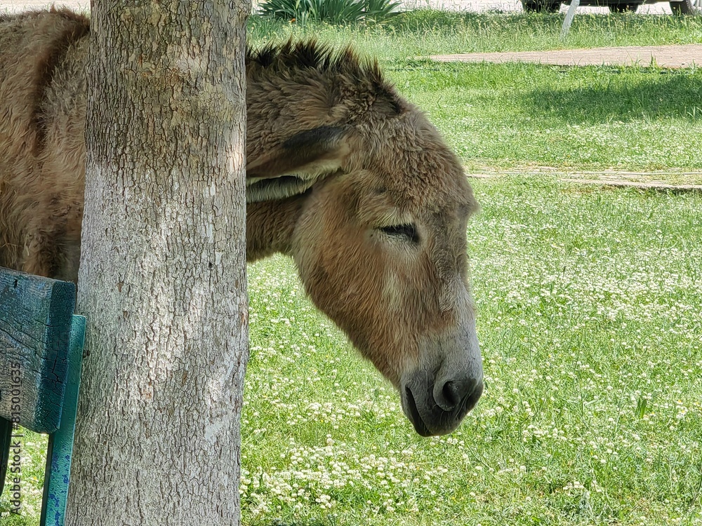 Whimsical Encounter. Close-Up Portrait of brown Donkey Behind Tree Trunk. Grazing in the park. Whimsical Encounter. Close-Up Portrait of brown Donkey Behind Tree Trunk. Grazing in the park.