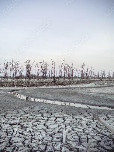 Destroyed mangrove forest scenery, Mangrove forests are destroyed and loss from the expansion of habitats. Expansion of habitats destruction the environment,mangrove forests degradation