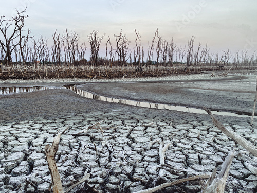 Photography Destroyed mangrove forest scenery, Mangrove forests are destroyed and loss from the expansion of habitats