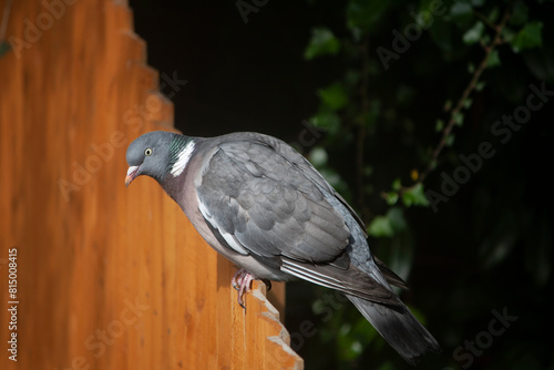 An adult Common wood pigeon sitting on an orange wooden fence against a dark background. 