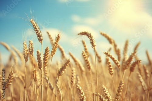 Wheat field in the sun  high quality  high resolution
