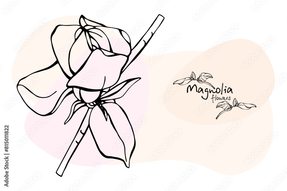Magnolia, drawing in black, flowers on pastel spots. Illustration of magnolia flowers on a branch. Hand drawing. Spring flowers Magnolia, drawing in black, flowers on pastel spots. Illustration of magnolia flowers on a branch. Hand drawing. Spring flowers