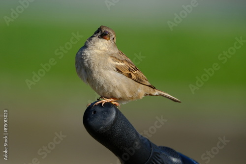 House sparrow (Passer domesticus) on the handlebars of a bicycle.