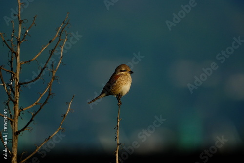 Red-backed Shrike (Lanius collurio) in the evening