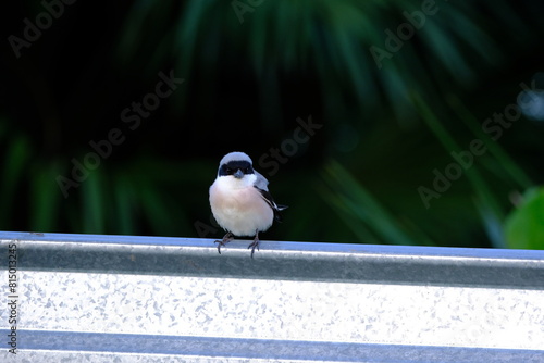 Grey Shrike (Lanius collurio) on a fence