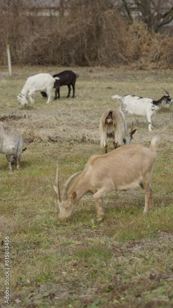 Several goats eating grass on an esplanade Several goats eating grass on an esplanade