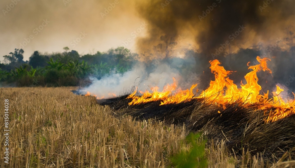 burning dry grass, fire problem