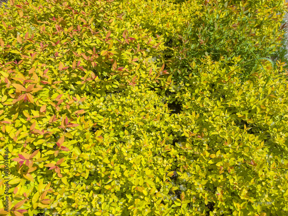 Obraz premium Young bright foliage of Spiraea japonica in spring sunny day