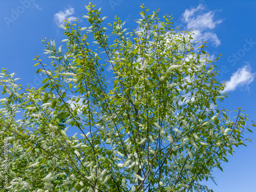 Top of bird cherry with racemose inflorescences against clear sky photo