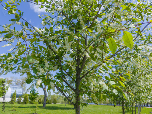 Trees of blooming bird cherry with racemose inflorescences in park photo