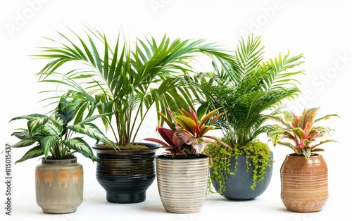 Assorted potted tropical houseplants with stylish planters.