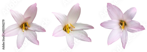 Panel kuchenny z motywem pink and white lily flower