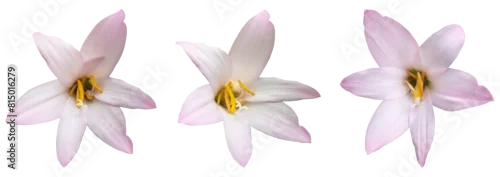 Panel kuchenny z motywem pink and white lily flower