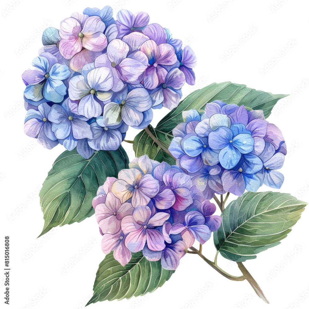 vibrant hydrangeas in watercolor style, isolated on a transparent background for design layouts
vibrant hydrangeas in watercolor style, isolated on a transparent background for design layouts