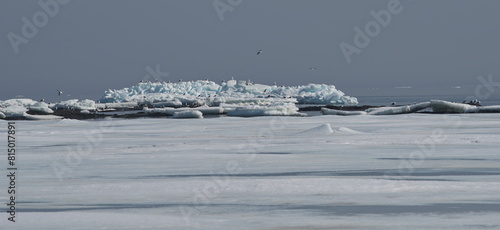 Russia. The western coast of Sakhalin Island. White sea gulls on the picturesque ice floes of the spring Pacific Ocean.