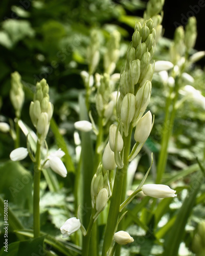 White Spanish bluebells blooming in the Hermannshof Gardens in Weinheim  Germany.