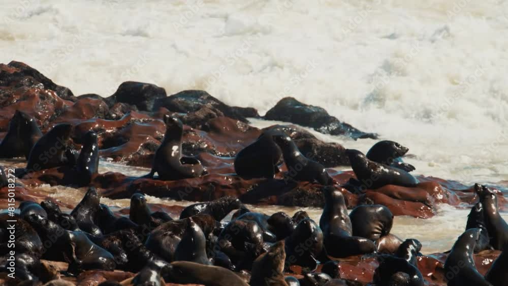 Red Rocks Seals Seal at the rocks near ocean waves at the Cape Cross Seal Reserve on ...