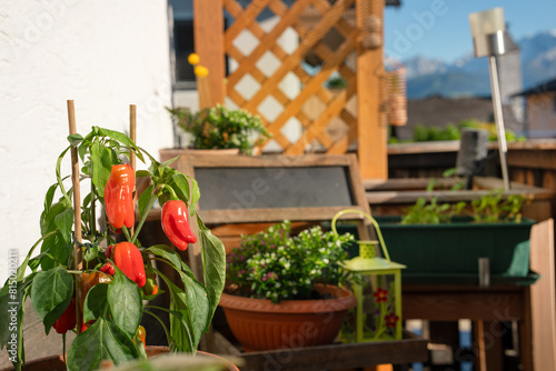 Balkonbeplanzung mit Gemüsepflanzen und Blumen - Spaß am Hobbygärtnern