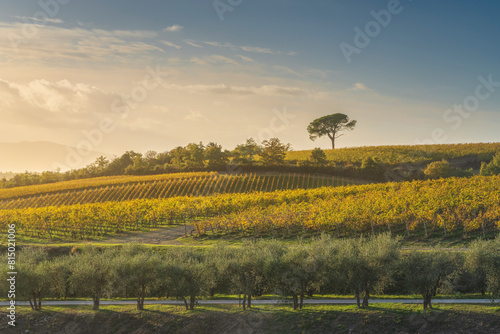 Stone pine and vineyards, autumn landscape in Chianti region at sunset. Castelnuovo Berardenga, Tuscany, Italy