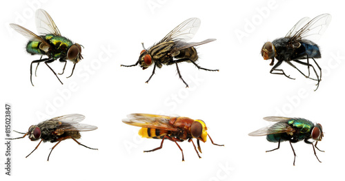 Insect animal flying material png self-identified plant entomology forest real picture material bug © 云 吴