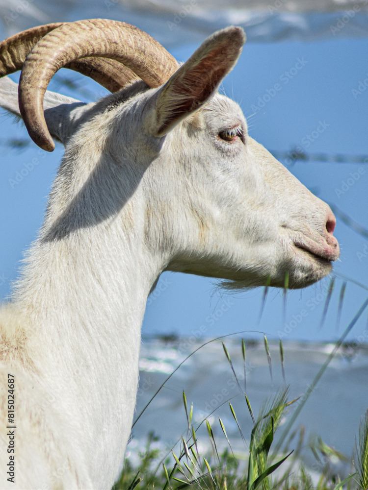 Goats and sheep grazing and wandering in nature Goats and sheep grazing and wandering in nature