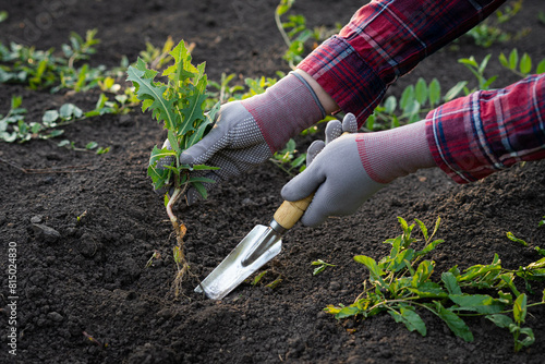 weed removal in a garden with a long root, care and cultivation of vegetables, plant cultivation, weed control, root remover in the hands of a gardener