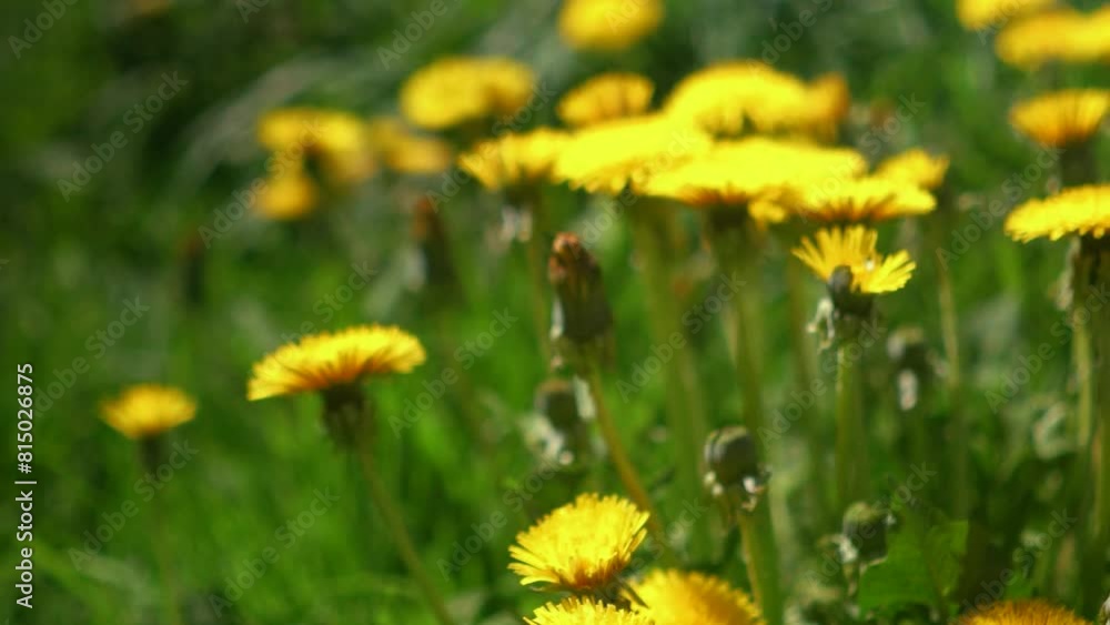 yellow dandelion flowers grow on green grass in a field in the village. Summer atmosphere of nature outside the city. Bee pollinates a flower close-up yellow dandelion flowers grow on green grass in a field in the village. Summer atmosphere of nature outside the city. Bee pollinates a flower close-up