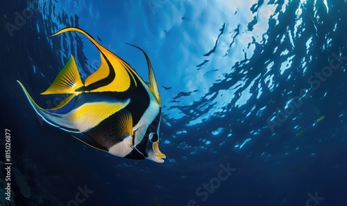 Moorish idol fish in the water closeup view photo