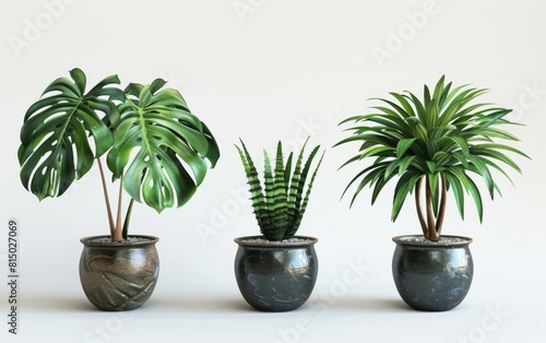 Three potted plants: lush Monstera, slim Aloe, and dense palm.