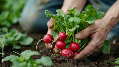 Hands harvesting fresh radishes from the soil in a garden