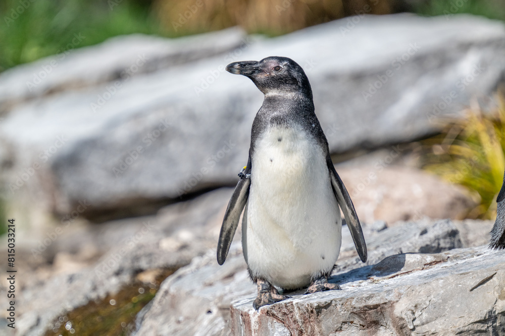 Naklejka premium African penguin in the zoo of Salzburg Austria