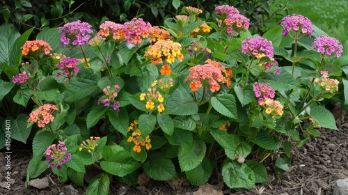 Lantana camara belongs to the verbena family and is a type of flowering plant photo