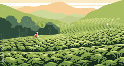 Tea plantation in the morning. Illustration of a tea plantation.