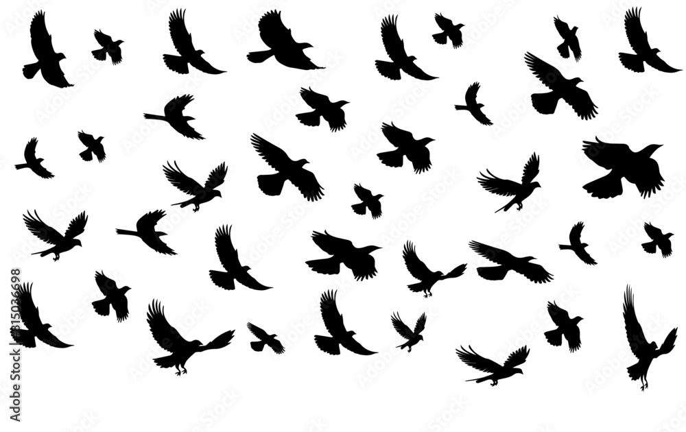 flock of birds flock of birds