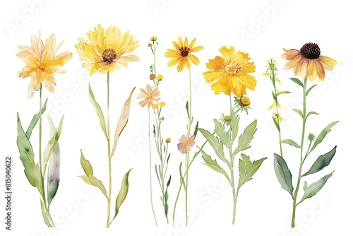 Wildflowers in watercolor set of five flowers, high quality, high resolution
