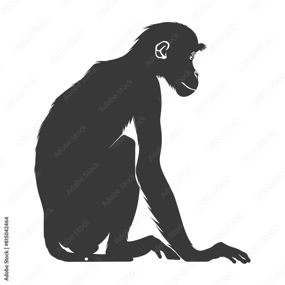 Obraz premium Silhouette Proboscis monkey animal black color only