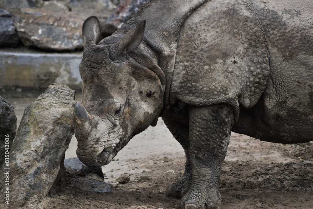 Obraz premium Big rhino living in the swamp