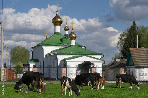 Kuzedeevo, Russia. May 12, 2024. Cows graze peacefully on the lawn in front of the Orthodox Church of Panteleimon the Healer.
