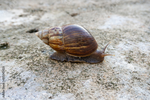 The snail or Latin name Lissachatina fulica is a land snail that belongs to the Achatinidae family. giant African land snails that move slowly on concrete