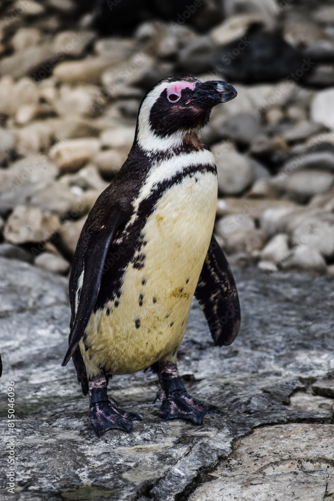 Fototapeta premium Penguin animal on the rocks