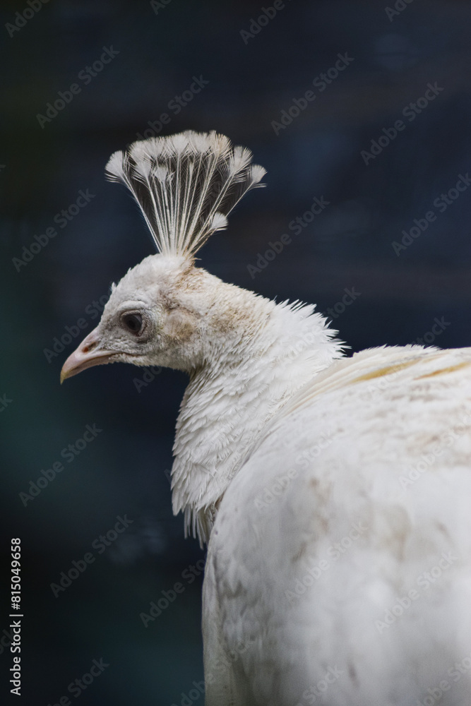 Different special endangered bird species Different special endangered bird species
