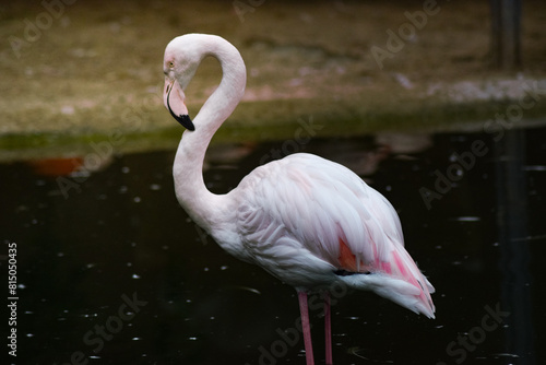 Sweet pink white flamingo animal photo