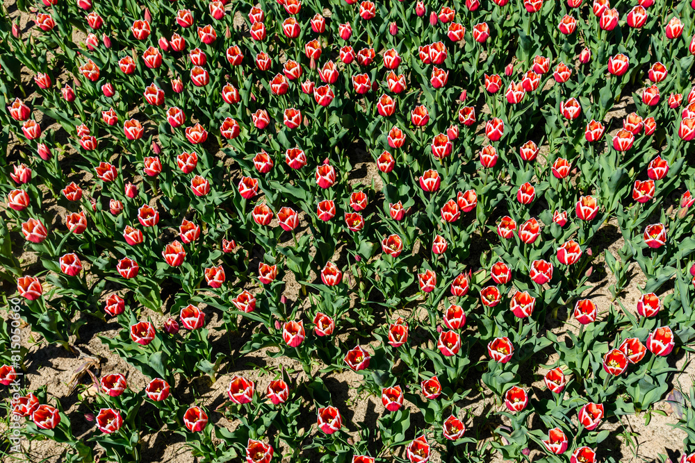 Blooming tulips in flower bed at the city park