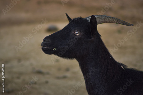 Goats and sheep grazing and wandering in nature photo