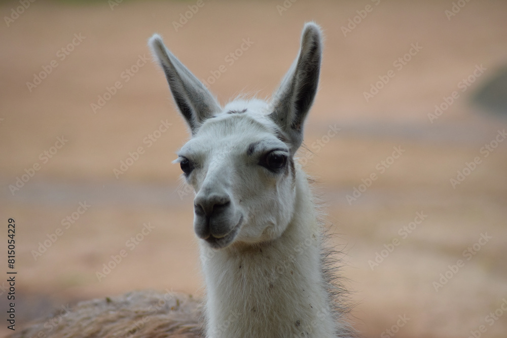 Obraz premium Llama spitting animal in nature