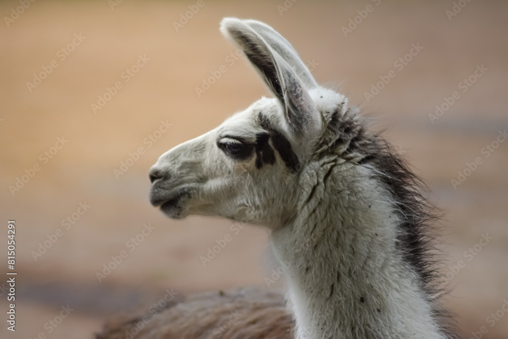 Obraz premium Llama spitting animal in nature