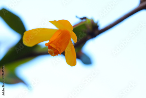 Yellow Darwin Grape Blossom 05 photo