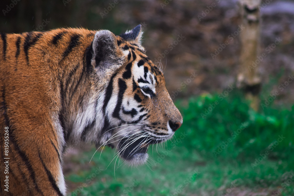 Naklejka premium Dangerous handsome tiger in nature